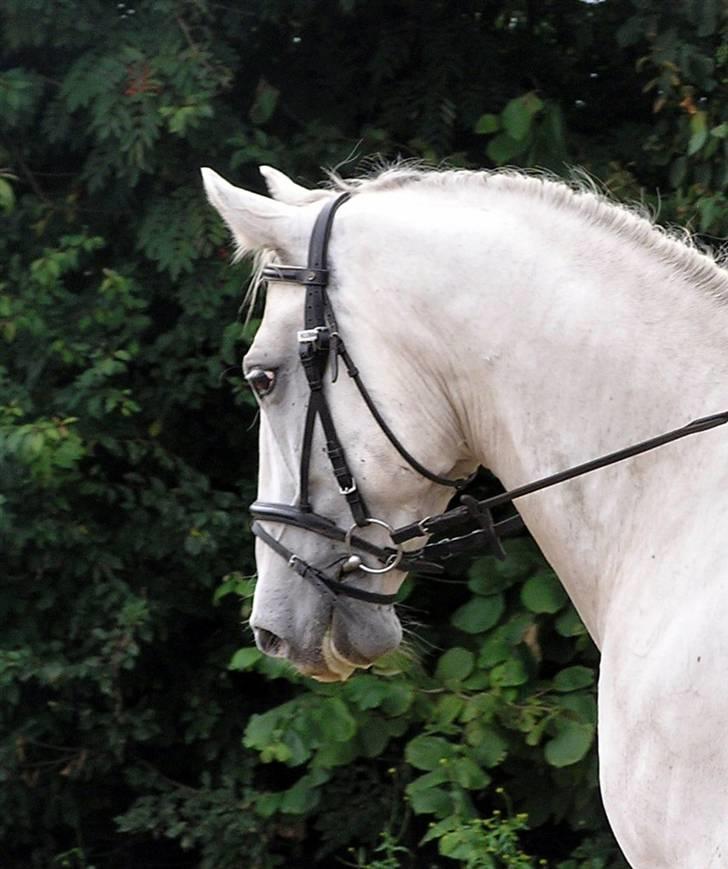 Anden særlig race Winston (gl. halvpart) - © Fotografen - Annette billede 15