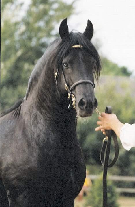 Welsh Cob (sec D) Synod Rembrant billede 4