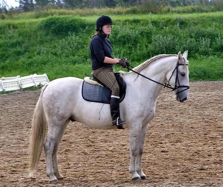 Anden særlig race Winston (gl. halvpart) - En flot parade , bar synd det er lidt sløret © Fotografen - Malene P. E´jaaz . billede 19