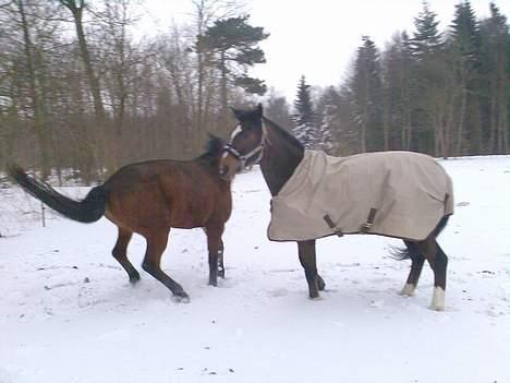 Anden særlig race Bahala-dyret Charlie - Så mødte Charlie Luna, hans nye bedste ven :) Det var Luna dog ikke så sikker på i starten ;) billede 3