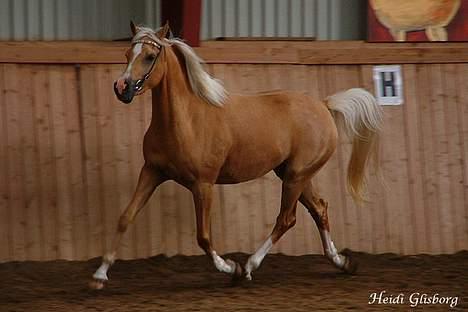 Palomino Shulay Glitz n'Gold - Til kåring billede 9