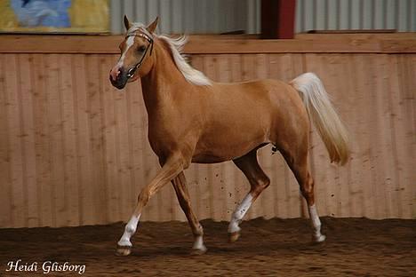 Palomino Shulay Glitz n'Gold - Til kåring billede 10