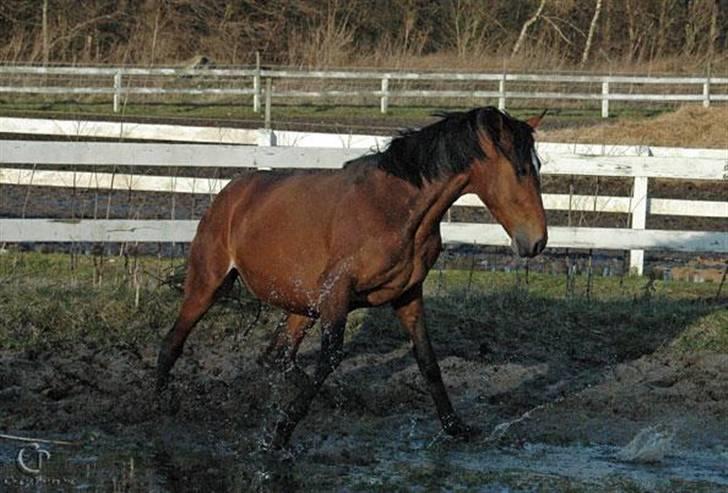 Traver Kasino, I Hestehimlen :'( - Vildhesten billede 11