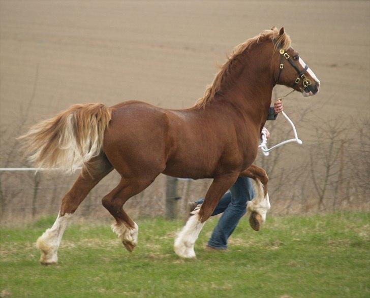 Welsh Cob (sec D) Kildegaards Columbus - Columbus 17 år åbent hus den 19.04.2010 billede 2