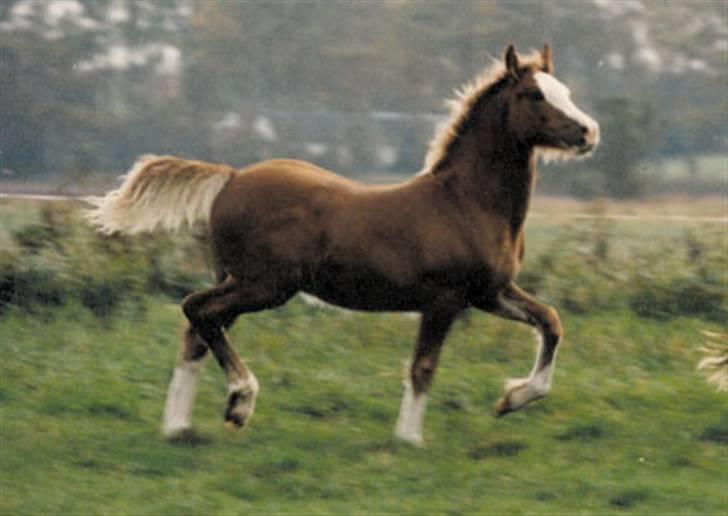 Welsh Cob (sec D) Kildegaards Columbus - Columbus som føl billede 3