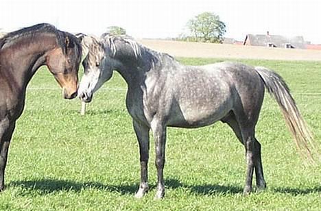 Arabisk fuldblod (OX) Fangio billede 2