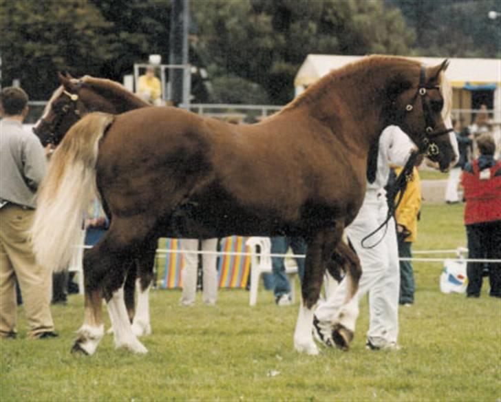 Welsh Cob (sec D) Kildegaards Columbus - Columbus Internationalt Show Sverige billede 6