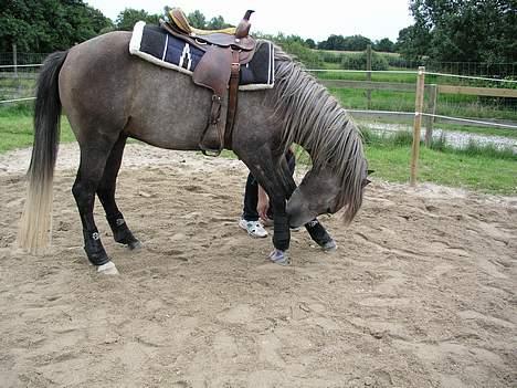 Arabisk fuldblod (OX) Fangio billede 4