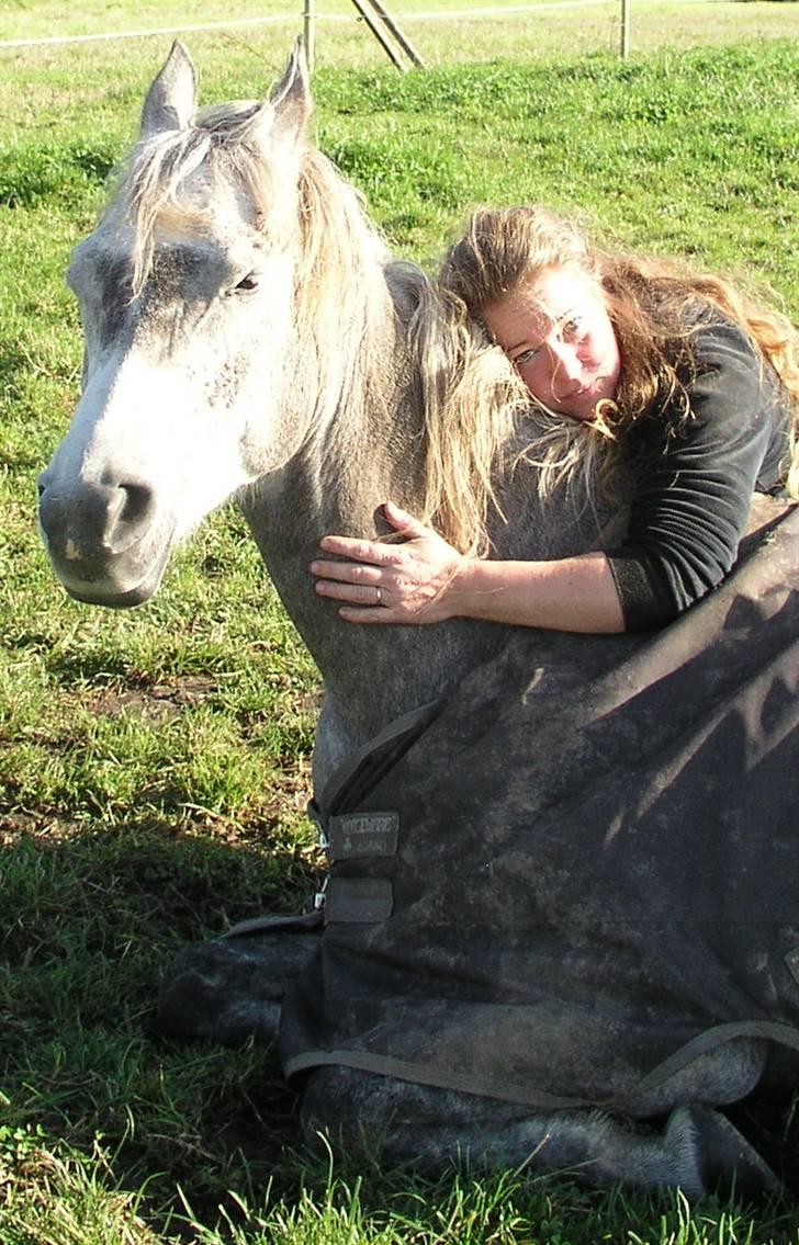 Arabisk fuldblod (OX) Fangio billede 5