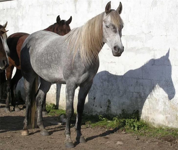 Arabisk fuldblod (OX) Fangio - araberne sover middagslur. 15.10.07 billede 7