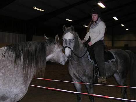 Arabisk fuldblod (OX) Fangio - Fangio hilser på vores nye hoppe Medina billede 8