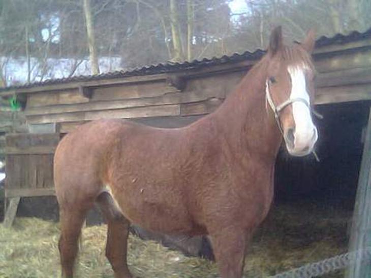 {{currentPhoto.altText}} billede {{currentPhoto.number}}