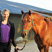 New Forest Monty af Bråskovgård