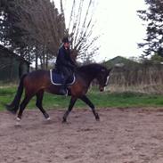 Dansk Varmblod Chivas-l