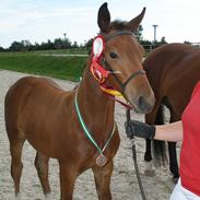 Oldenborg Muhlegaardens Viktor