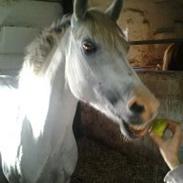 Welsh Pony (sec B) Amigo Cooky
