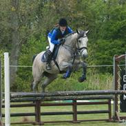 Dansk Varmblod Herslev Mark's Chelina