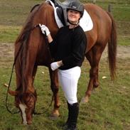 Svensk Varmblod Fusk