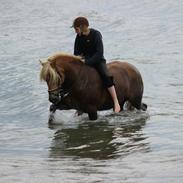 Haflinger Starbo's Aslan