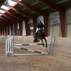 Dansk Varmblod Højgaardens Michelin
