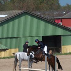 Dansk Varmblod Højgaardens Michelin