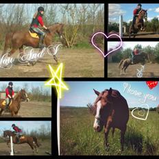 Anden særlig race Vestergårds La Foxy