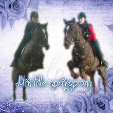 Hollandsk Sportspony Chico