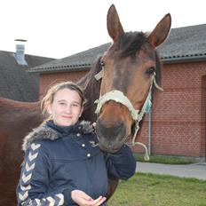 Dansk Varmblod Jackpot