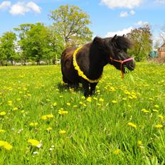 Shetlænder Ponyo fra Harekærgaard