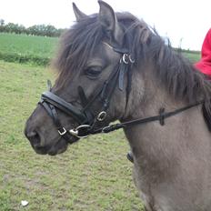 Anden særlig race Molly