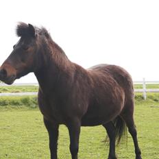 Anden særlig race Clara *My soulmate*