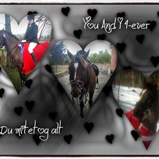 Hollandsk Sportspony Chico