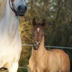 Arabisk fuldblod (OX) Edward Vildal *SOLGT*