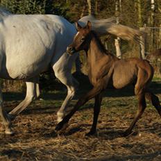 Arabisk fuldblod (OX) Edward Vildal *SOLGT*