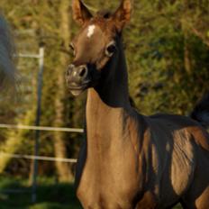 Arabisk fuldblod (OX) Edward Vildal *SOLGT*