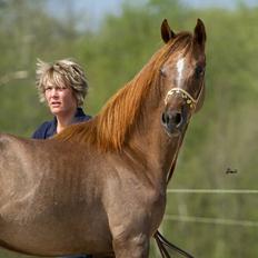 Arabisk fuldblod (OX) Emmanuel Vildal