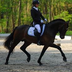 Welsh Cob (sec D) fronerthig revolution A-pony