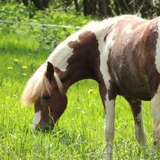 Welsh Partbred (Sec F) Elli