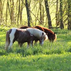 Welsh Partbred (Sec F) Elli