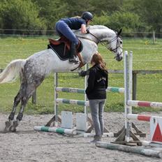 Dansk Varmblod Rosenskjold's tanzania