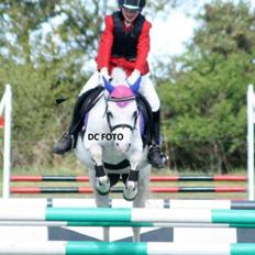 Welsh Mountain (sec A) schnoor`s tifan faye