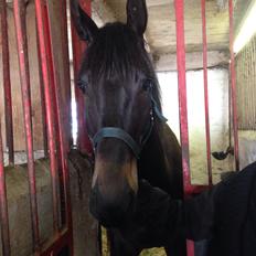 Trakehner Corvette af bakkely