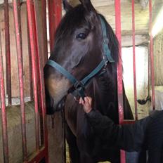 Trakehner Corvette af bakkely