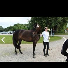 Trakehner Corvette af bakkely