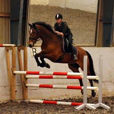 Hollandsk Varmblod Up Tempo VDL