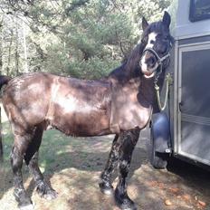 Koldblodstraver Nording