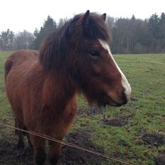 Islænder Eik fra Dyrmose