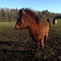 Islænder Eik fra Dyrmose