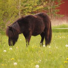 Shetlænder Silke Morsbøl
