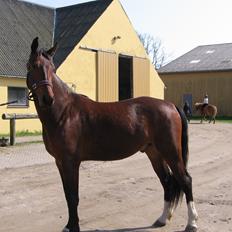 Oldenborg Muhlegaardens Viktor